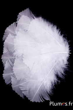 Dinde crantée - 6-8 cm - blanc